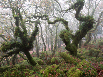 Wistmans Wood